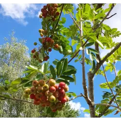 Rowan - Sorbus TITAN