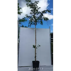 Sakura trees with home delivery