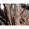 Paprastasis šaltekšnis (šunobelė) - Rhamnus frangula ASPLENIFOLIA