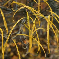 Rhamnus frangula ASPLENIFOLIA