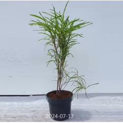 Paprastasis šaltekšnis (šunobelė) - Rhamnus frangula FASTIGIATA