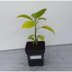 Brugmansija - Brugmansia VERSICOLOR