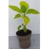 Brugmansija, balta - Brugmansia arborea