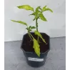 Brugmansia sanguinea P24