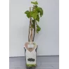 Juodieji serbentai - Ribes nigrum KRISTIN
