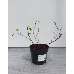 Gooseberry - Ribes uva-crispa MUCURINES