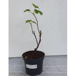 Baltieji serbentai - Ribes sativum WEISSE LANGTRAUBIGE