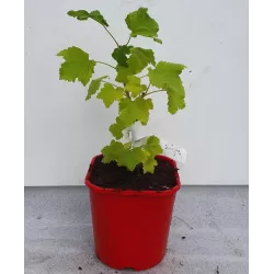 Ribes rubrum ZITAVIA