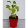 Ribes rubrum ZITAVIA