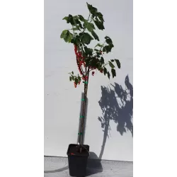 Raudonieji serbentai - Ribes rubrum ROVADA