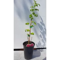 Raspberry - Rubus idaeus x neglectus GLEN COE