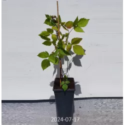 Gervuogė THORNFREE - augalai internetu