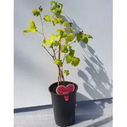 Raspberry - Rubus idaeus x neglectus GLEN COE