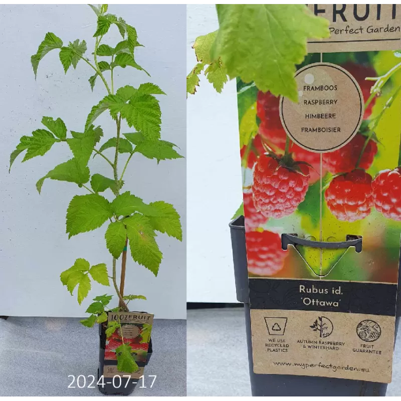 Aviete - Rubus idaeus Ottawa 6/10MM GR