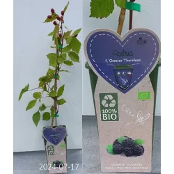 Gervuogė - Rubus fruticosus CHESTER THORNLESS