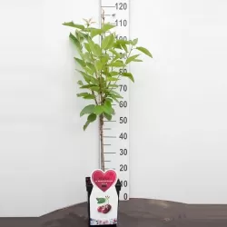 Prunus avium BIGARREAU BURLAT