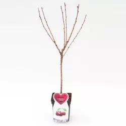 Prunus avium BIGARREAU BURLAT