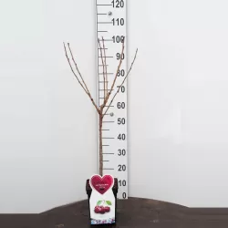 Prunus avium BIGARREAU BURLAT