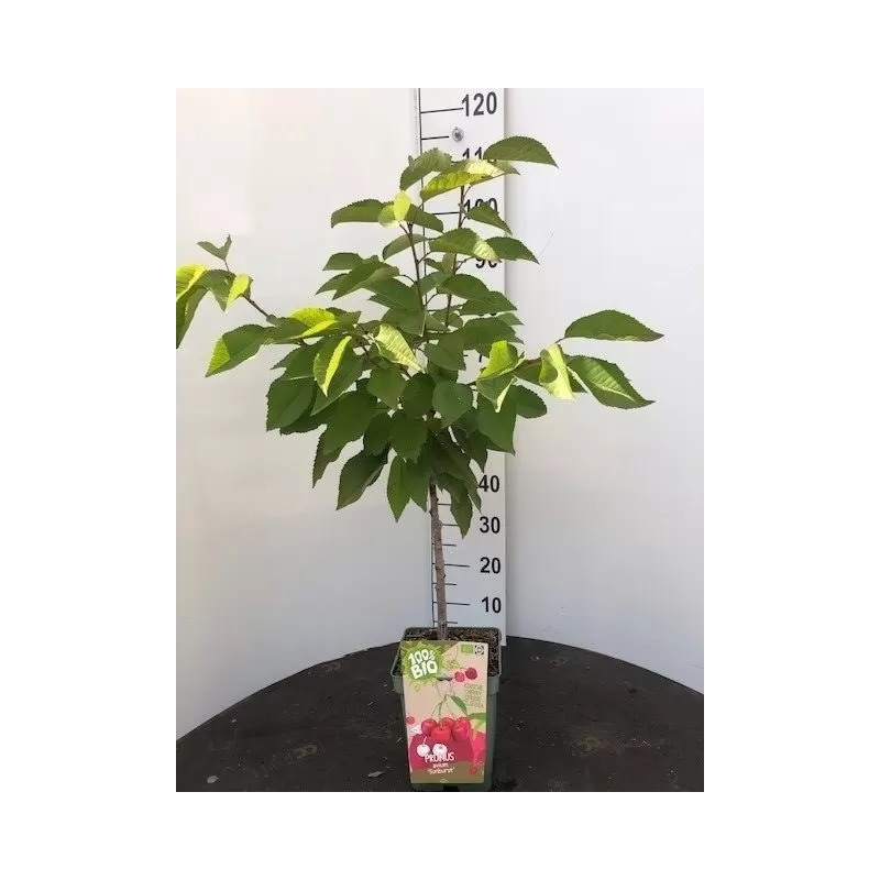 Prunus avium BIGARREAU BURLAT