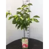 Prunus avium BIGARREAU BURLAT