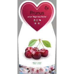 Prunus avium BIGARREAU BURLAT