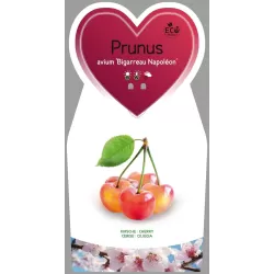 Prunus avium BIGARREAU NAPOLEON