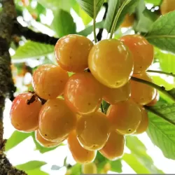 Prunus avium BIGARREAU NAPOLEON
