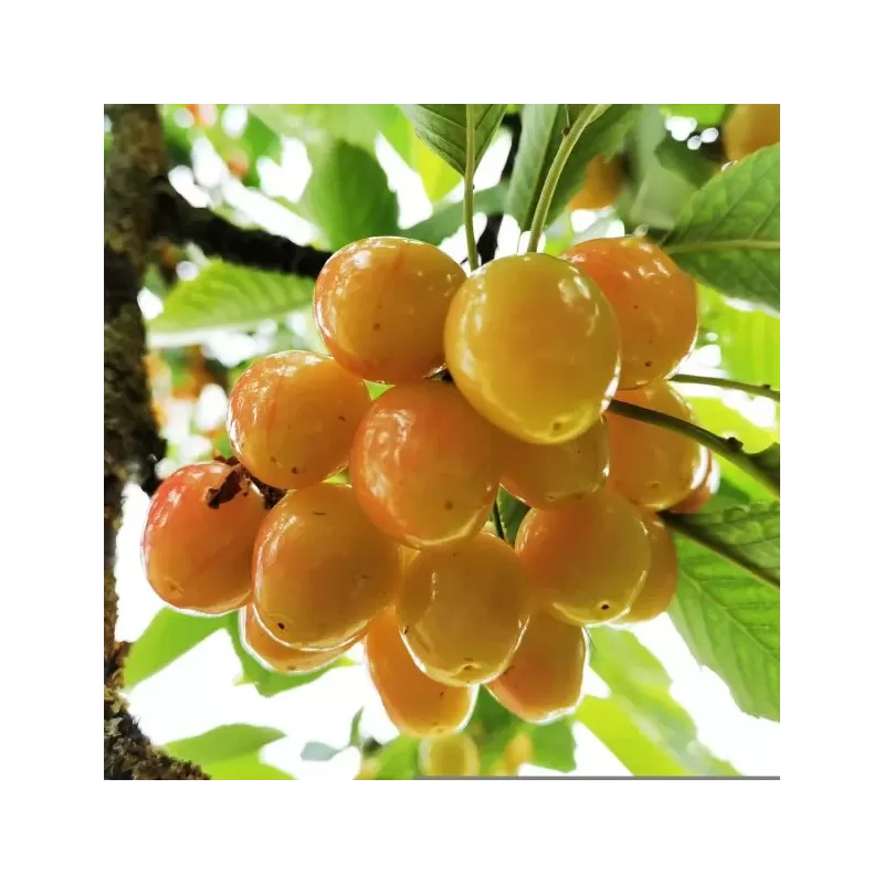 Trešnė - Prunus avium BIGARREAU NAPOLEON