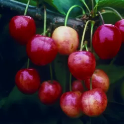 Prunus avium BIGARREAU NAPOLEON