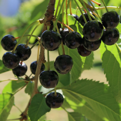 Trešnė - Prunus avium SCHWARZE KNORPELKIRSHE