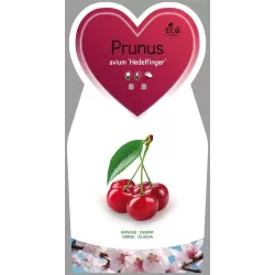 Prunus avium HEDELFINGER