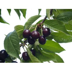 Trešnė - Prunus avium HEDELFINGER