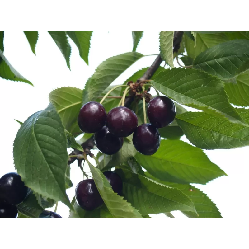 Prunus avium HEDELFINGER