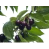 Prunus avium HEDELFINGER