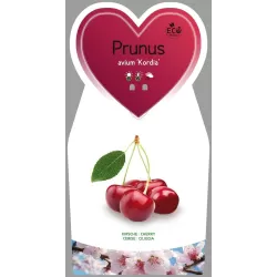 Trešnė - Prunus avium KORDIA