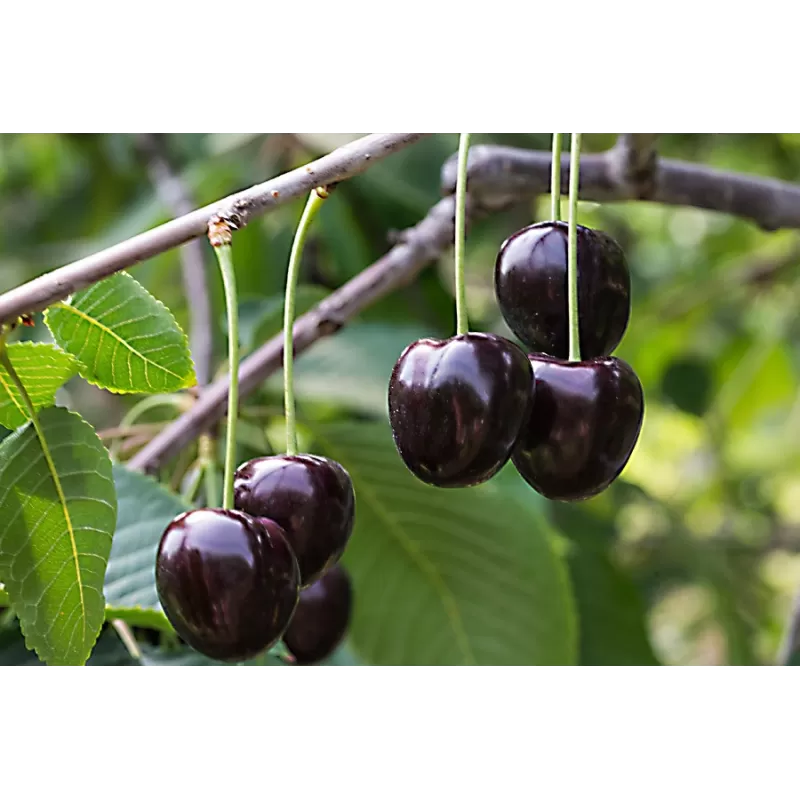 Trešnė - Prunus avium KORDIA