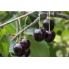 Sweet cherry - Prunus avium KORDIA