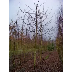 Graikinis riešutmedis - Juglans regia BUCCANEER