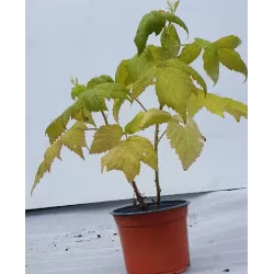 Užsisakyk augalus pavasariui jau dabar