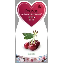 Trešnė - Prunus avium BUTNERIO RAUDONOJI (sin. Bitnerio rausvoji)