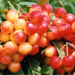 Sweet cherry - Prunus avium Büttners Rote Knorpelkirsche