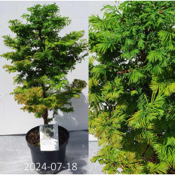 Metasekvoja - Metasequoia glyptostroboides DAWESWOOD TAWNY FLEECE