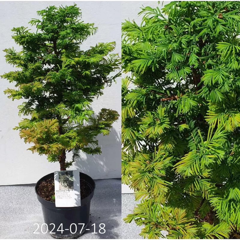 Metasequoia glyptostroboides DAWESWOOD TAWNY FLEECE