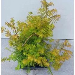 Bonsai medeliai internetu iš medelyno į jūsų namus Lietuvoje