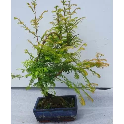 Bonsai medeliai internetu iš medelyno į jūsų namus Lietuvoje