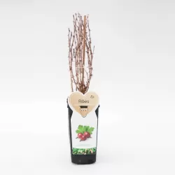 Gooseberry - Ribes uva-crispa PAX
