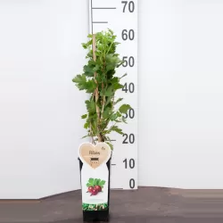 Agrastas - Ribes uva-crispa PAX