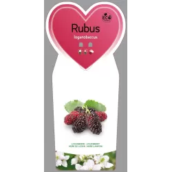 Blackberry - Rubus fruticosus x idaeus  LOGANBERRY®