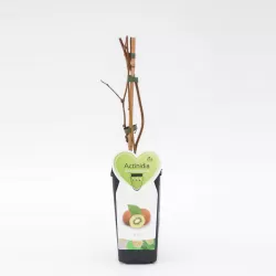 E-medelynas internete: vaismedžiai ir vaiskrūmiai