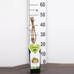 E-medelynas internete: vaismedžiai ir vaiskrūmiai